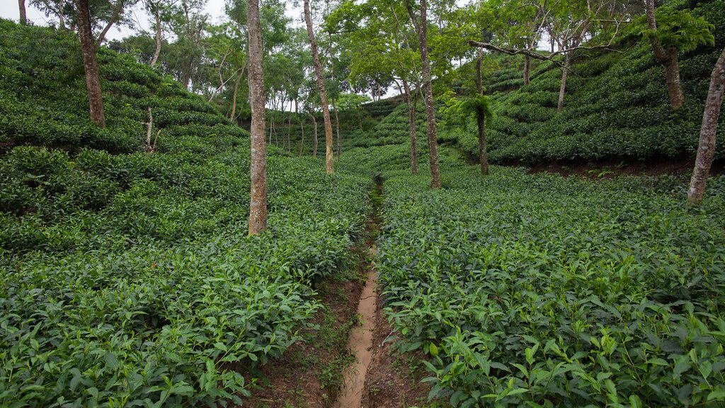 Tea Estate, Srimangal, Bangladesh